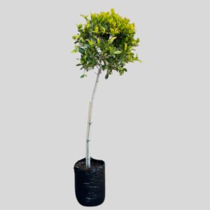 Ficus GOLDEN KING STD 20L