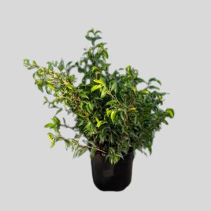 Ficus Lemon Lime 19cm