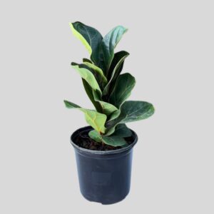 Ficus Lyrata 15cm