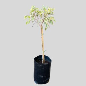 Ficus microcarpa HAWAAI STD 10lt