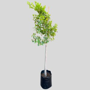 Ficus microcarpa STD 20lt