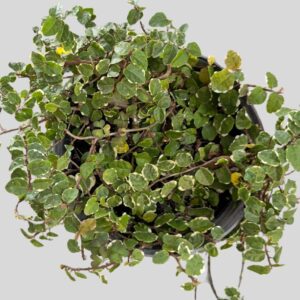 Ficus pumila VARIEGATA 15cm