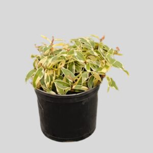 Ficus Radicans Var 15cm