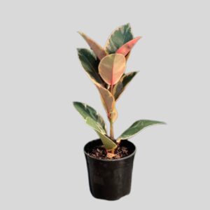 Ficus Robusta 19cm