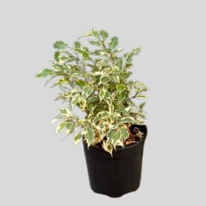 Ficus Twilight 19cm