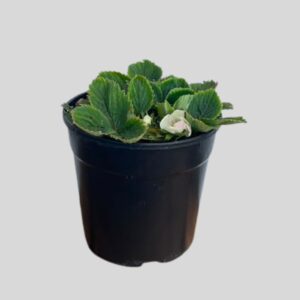 Fragaria Ananassa Strawberry 14cm