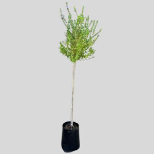Freylinia tropica BLUE  STD 5lt