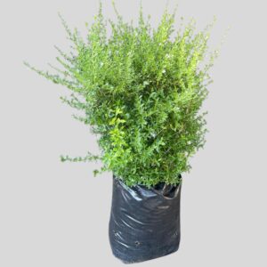 Freylinia tropica BOX 40lt