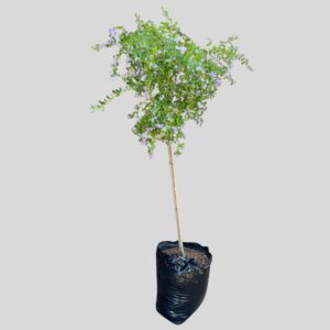 Freylinia tropica STD 40lt