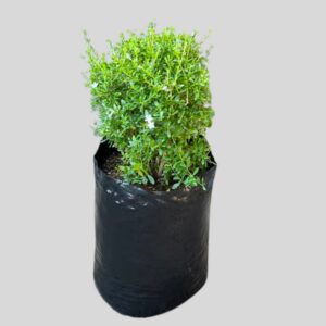 Freylinia tropica SUPER BALL 20lt