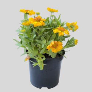 Gaillardia Gusto Mixed 19cm