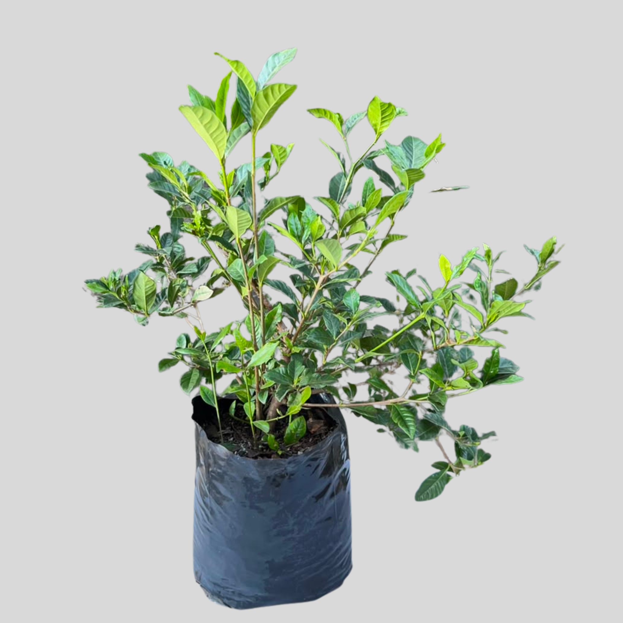 Gardenia augusta PROLIFIC BLOOM 5lt