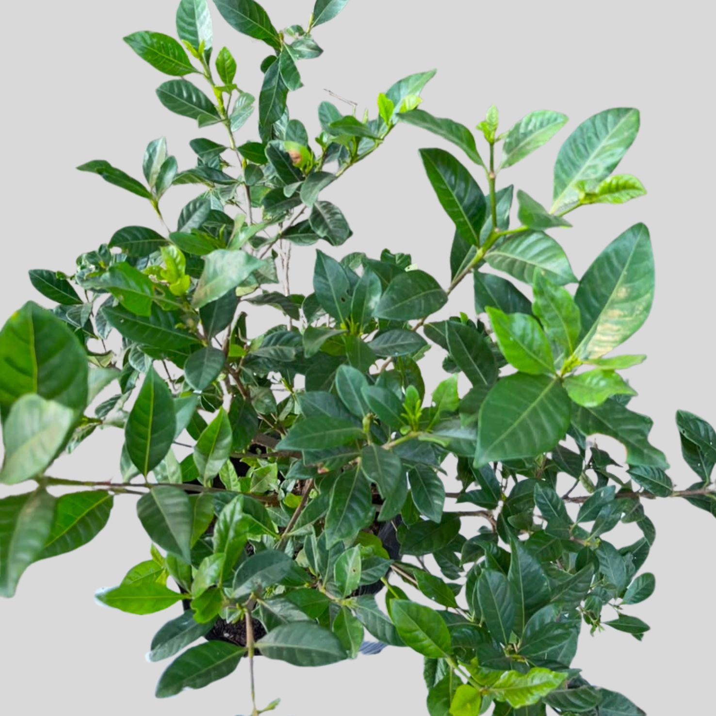 Gardenia augusta PROLIFIC BLOOM 5lt - Image 2