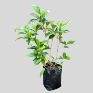 Gardenia belmont 10lt