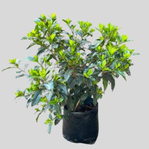 Gardenia Belmont Bush 20lt