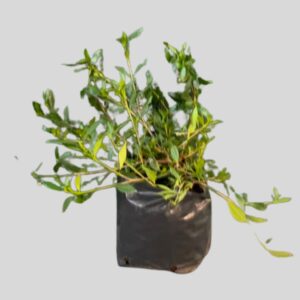 Gardenia DOUBLE GROUND COVER 4lt