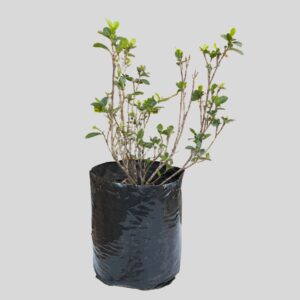 Gardenia  DWARF SINGLE FLW 5lt