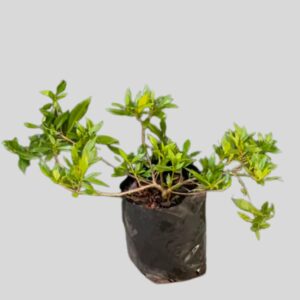 Gardenia jasminoides RADICANS 4lt