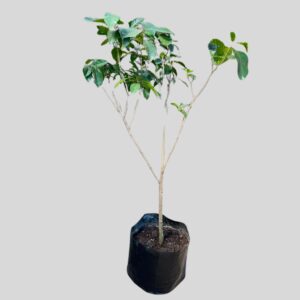 Gardenia STD 20lt