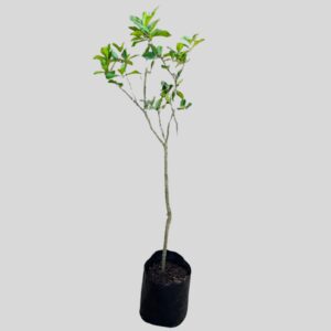 Gardenia STD 10lt
