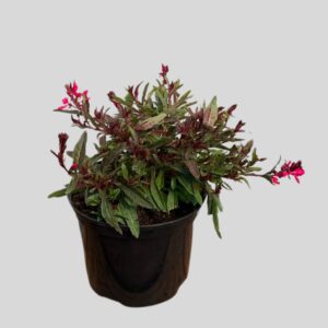 Gaura lindheimeri PINK 15cm
