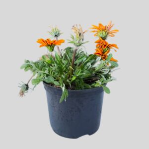 Gazania Zany Mixed 15cm