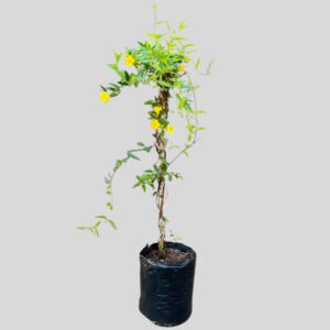 Gelsemium Sempervirens 10lt