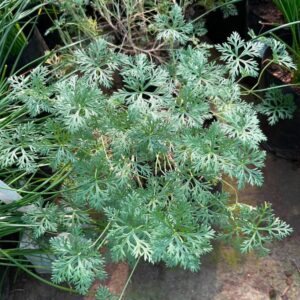 Geranium incanum 15cm