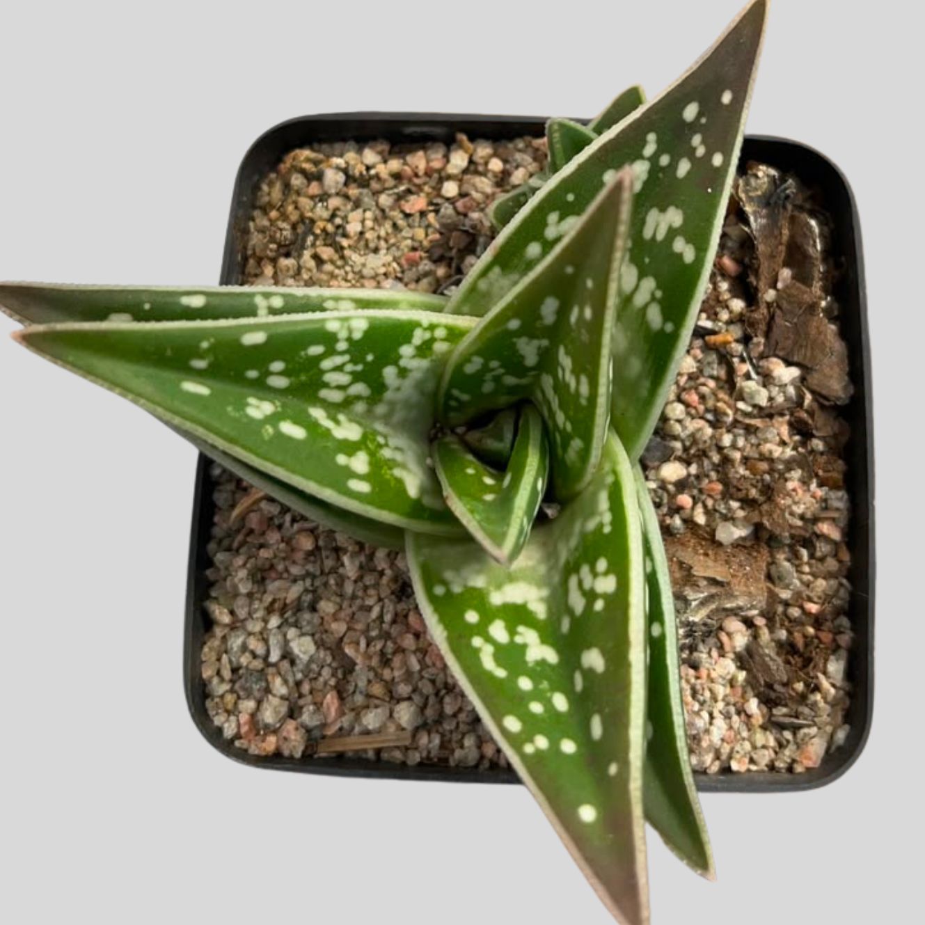 Gonialoe variegata 8cm - Image 2