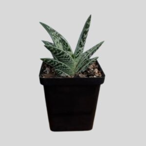 Gonialoe variegata 8cm