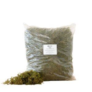 GREEN DRY MOSS