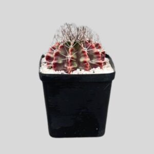 Gymnocalycium ferox FIRE 8cm