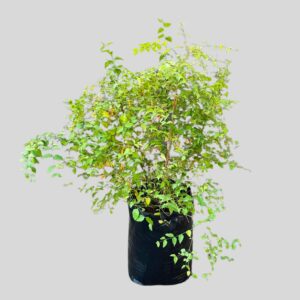 Halleria lucida 20lt