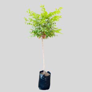 Halleria lucida STD 20lt
