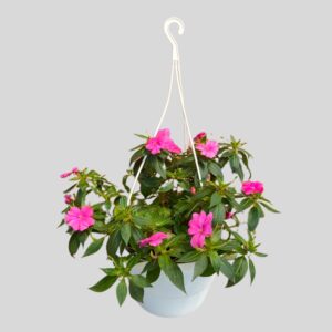 HANGING BASKET 20cm