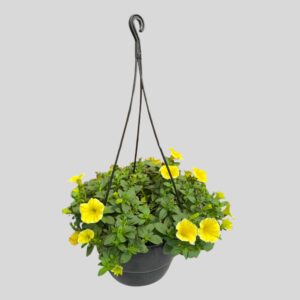 Hanging Basket Mix 20cm