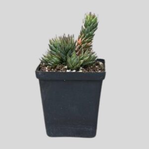 Haworthia coarctata 9cm