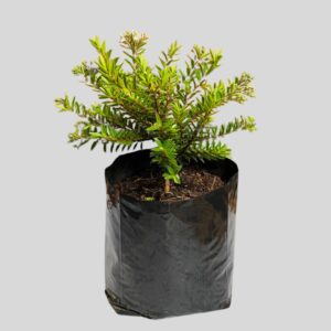 Hebe Diosmifolia 4lt