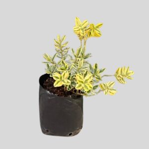 Hebe franciscana VARIEGATA 4lt