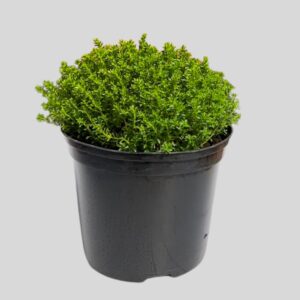 Hebe Green Globe 15cm