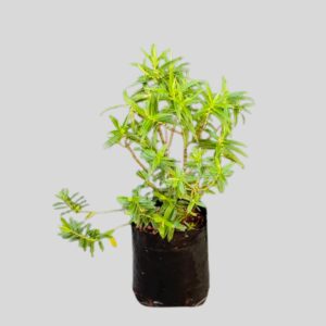 Hebe SNOWDRIFT 4lt