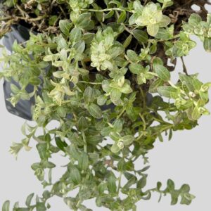 Helichrysum cymosum 3lt