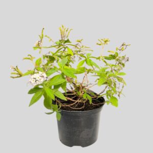 Heliotropium arborescens 17cm