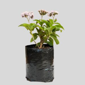 Heliotropium arborescens LILAC 4lt