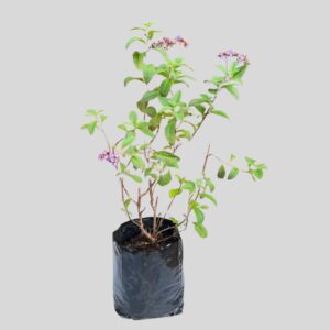 Heliotropium arborescens PURPLE 4lt