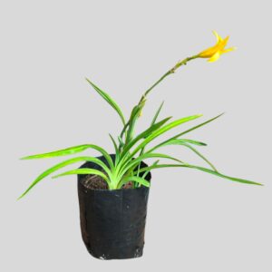 Hemerocallis MIXED 2.5lt
