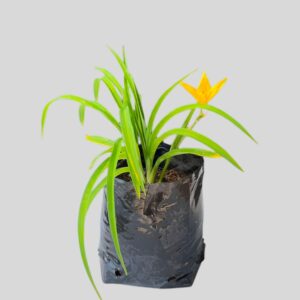 Hemerocallis MIXED 4lt