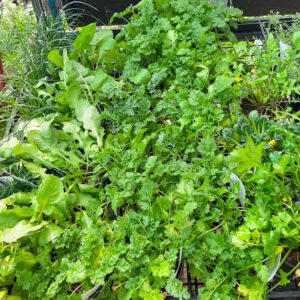 Herbs 12cm Pot