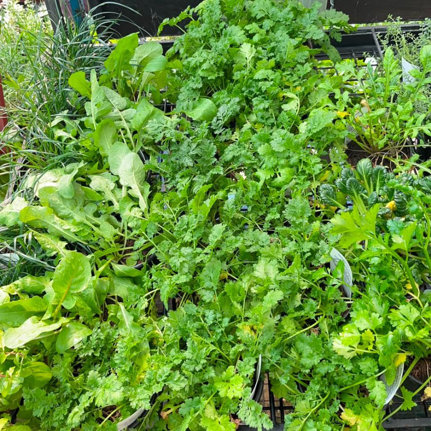 Herbs 12cm Pot