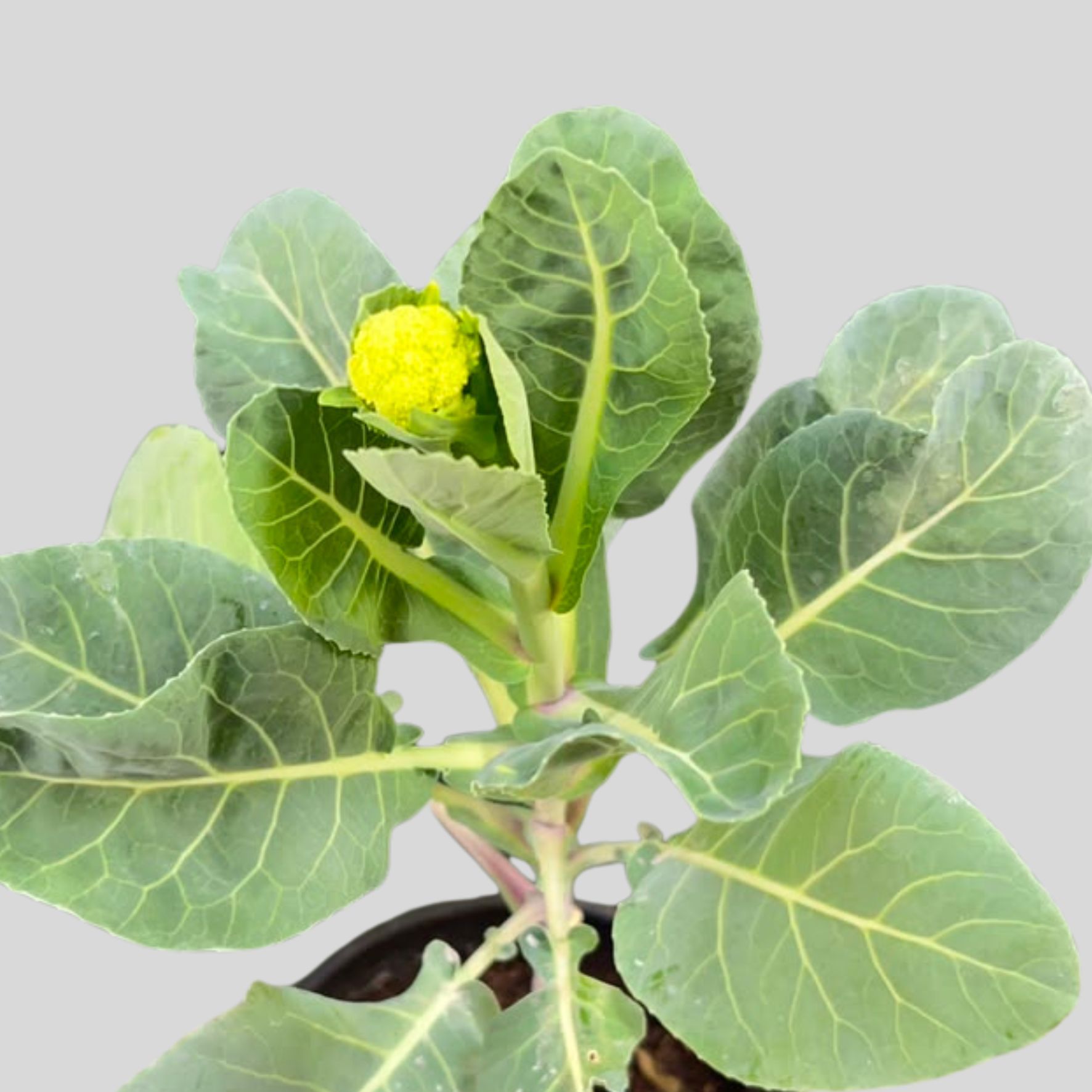 Herbs 14cm Pot - Image 2